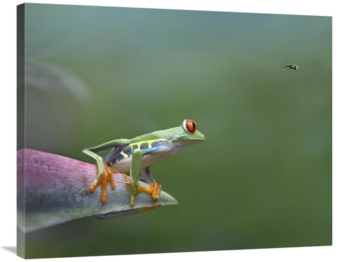 Global Gallery GCS-452186-2835-142 28 x 35 in. Red-Eyed Tree Frog Eyei