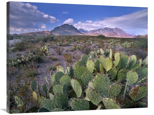 Global Gallery GCS-397024-3040-142 30 x 40 in. Opuntia Cactus, Chi