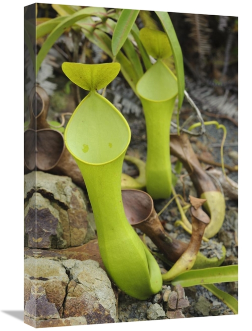 Global Gallery GCS-397563-1624-142 16 x 24 in. Reinwardts Pitcher Plan