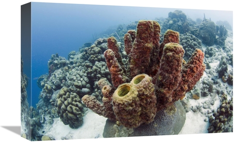 Global Gallery GCS-397914-1218-142 12 x 18 in. Brown Tube Sponge, 