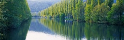 Panoramic Images PPI85055L Poplar Trees On River Aare  Near Canton Aar