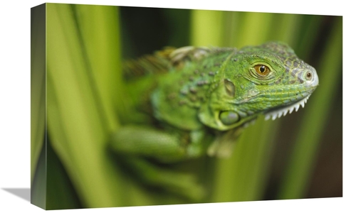 Global Gallery GCS-396452-1218-142 12 x 18 in. Green Iguana Amid Green