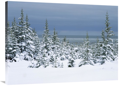 Global Gallery GCS-452496-3040-142 30 x 40 in. Spruce Trees in Snow&#4