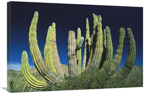 Global Gallery GCS-398478-2436-142 24 x 36 in. Cardon Cactus, Baja