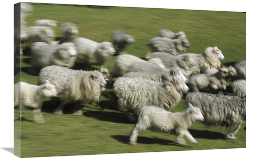 Global Gallery GCS-452461-2030-142 20 x 30 in. Domestic Sheep Herd Run