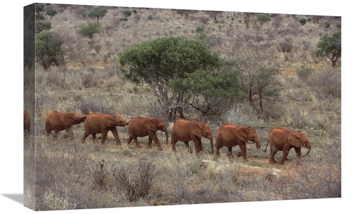 Global Gallery GCS-395739-1624-142 16 x 24 in. African Elephant Young 