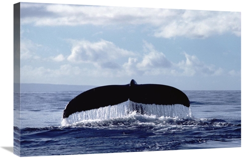 Global Gallery GCS-450578-2030-142 20 x 30 in. Humpback Whale Tail Art