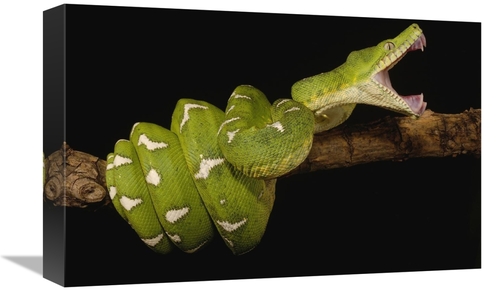 Global Gallery GCS-453183-1218-142 12 x 18 in. Emerald Tree Boa Showin