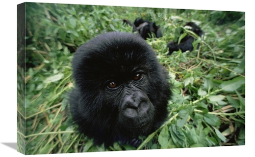 Global Gallery GCS-452982-1624-142 16 x 24 in. Mountain Gorilla Baby P