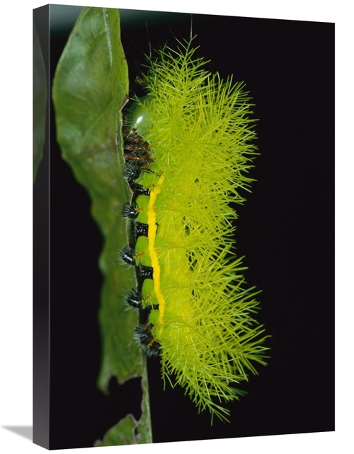 Global Gallery GCS-398561-1624-142 16 x 24 in. Cup Moth Caterpillar Ha