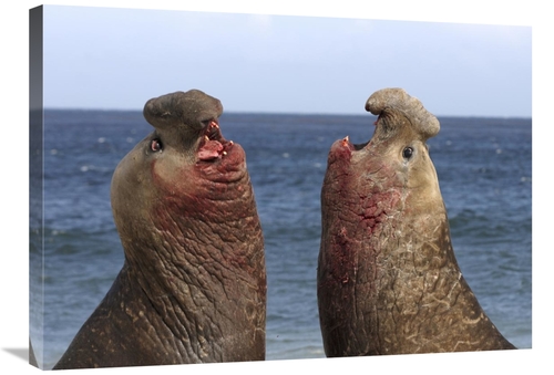 Global Gallery GCS-453553-2432-142 24 x 32 in. Southern Elephant Seal 