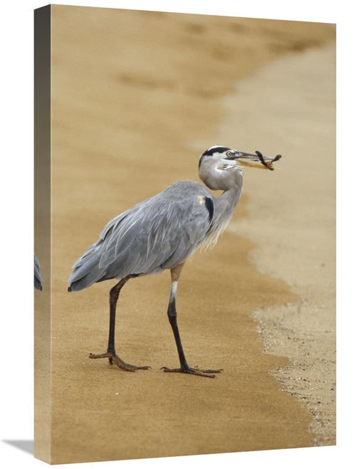 Global Gallery GCS-452309-1624-142 16 x 24 in. Great Blue Heron Eating