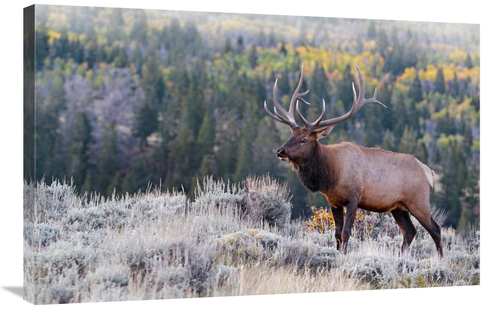 Global Gallery GCS-486449-36-142 36 in. Bull Elk on the Hillside Art P