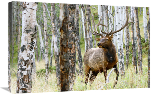 Global Gallery GCS-486478-30-142 30 in. Elk in the Aspens Art Print - 