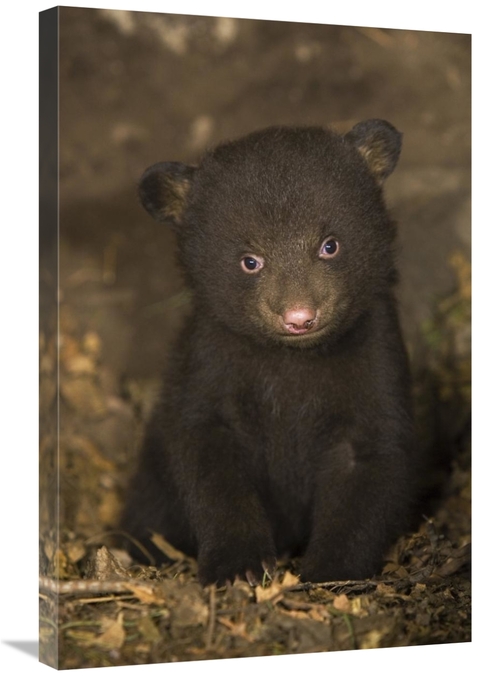Global Gallery GCS-395803-2030-142 20 x 30 in. Black Bear 7 Week Old C