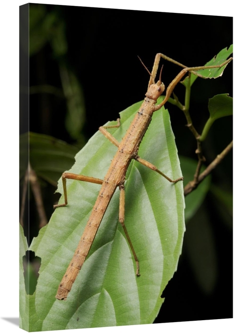 Global Gallery GCS-397538-2030-142 20 x 30 in. Stick Insect, North