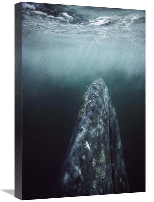 Global Gallery GCS-451695-1624-142 16 x 24 in. Gray Whale in Breeding 