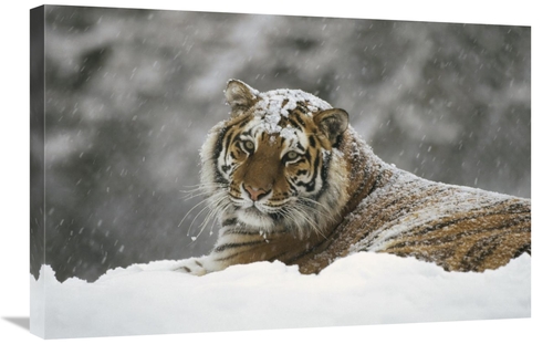 Global Gallery GCS-452333-2030-142 20 x 30 in. Siberian Tiger Portrait