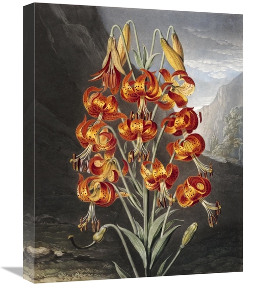 Global Gallery GCS-268585-22-142 22 in. The Superb Lily Art Print - Ro