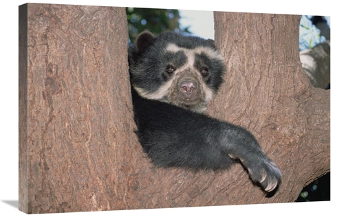 Global Gallery GCS-451507-2030-142 20 x 30 in. Spectacled Bear Resting