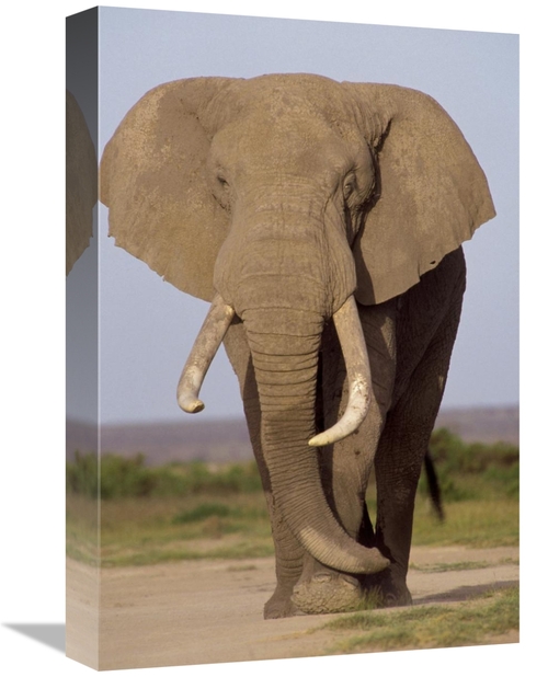 Global Gallery GCS-452800-1218-142 12 x 18 in. African Elephant Bull&#