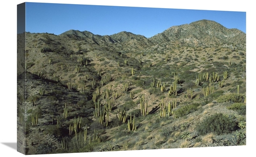 Global Gallery GCS-451706-1624-142 16 x 24 in. Cardon Cactus Forest&#4