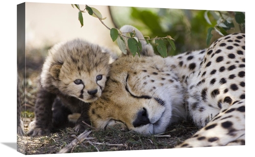 Global Gallery GCS-395831-1624-142 16 x 24 in. Cheetah Mother & Seven 