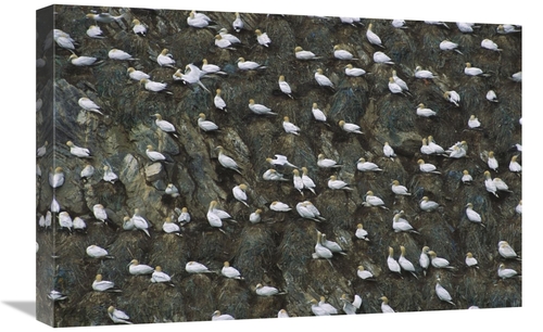 Global Gallery GCS-451750-1624-142 16 x 24 in. Northern Gannet Nesting