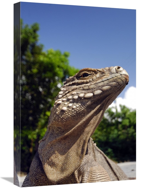 Global Gallery GCS-397580-1624-142 16 x 24 in. Green Iguana Sunbathing