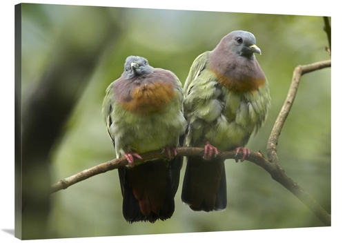 Global Gallery GCS-396500-3040-142 30 x 40 in. Pink-Necked Green-Pigeo