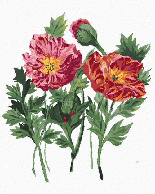 Paint by Numbers - POPPIES (ALEXANDRIA GILBERT)