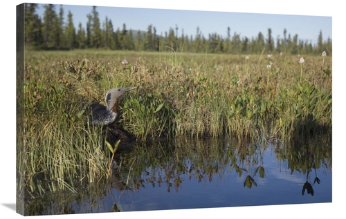 Global Gallery GCS-451943-2436-142 24 x 36 in. Red-Throated Loon on Ne