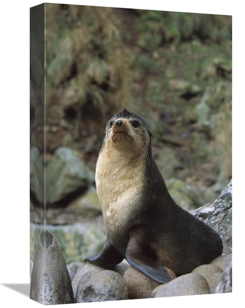 Global Gallery GCS-451805-1218-142 12 x 18 in. Subantarctic Fur Seal M