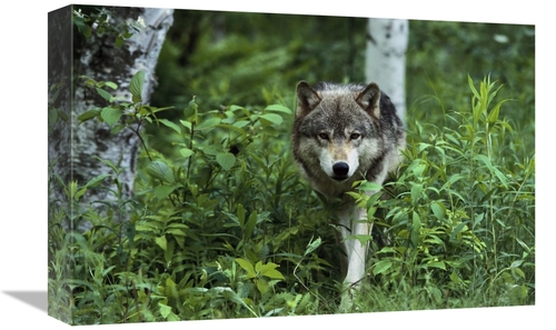 Global Gallery GCS-452557-1218-142 12 x 18 in. Timber Wolf Walking Thr