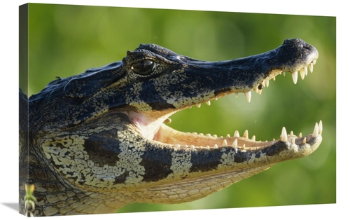 Global Gallery GCS-398522-2030-142 20 x 30 in. Jacare Caiman or Paragu