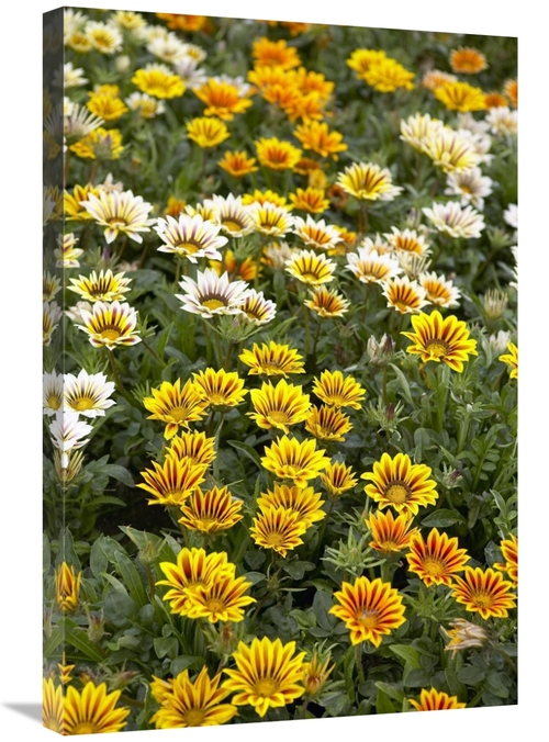 Global Gallery GCS-398326-2030-142 20 x 30 in. Gazania Flowers Art Pri