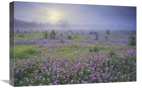 Global Gallery GCS-396660-1624-142 16 x 24 in. Sand Verbena Flower Fie