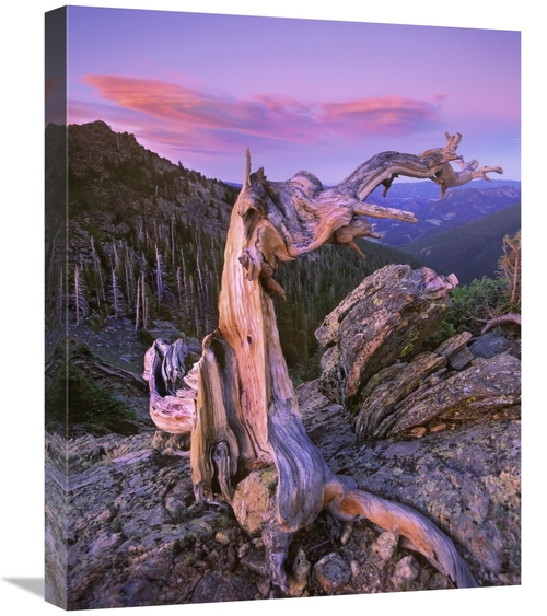 Global Gallery GCS-397141-2024-142 20 x 24 in. Rocky Mountains Bristle