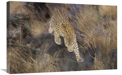 Global Gallery GCS-452302-2030-142 20 x 30 in. Leopard Running Through