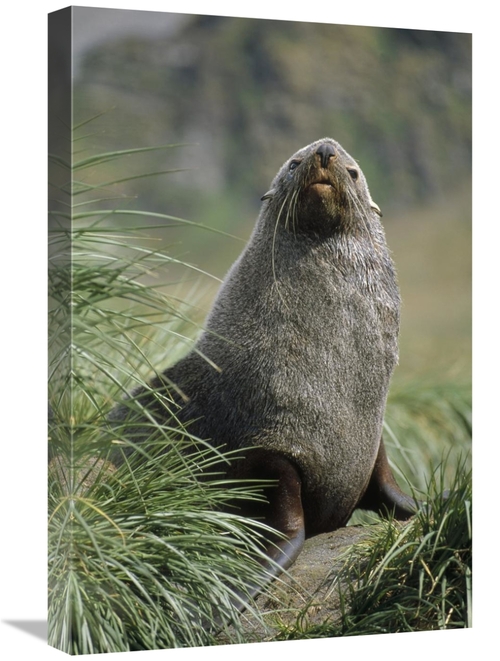 Global Gallery GCS-451309-1624-142 16 x 24 in. Antarctic Fur Seal Bull