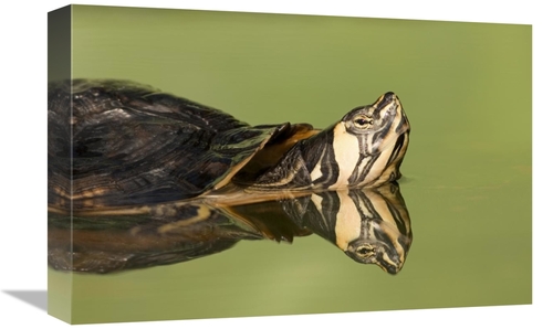 Global Gallery GCS-395302-1218-142 12 x 18 in. Yellow-Bellied Slider i