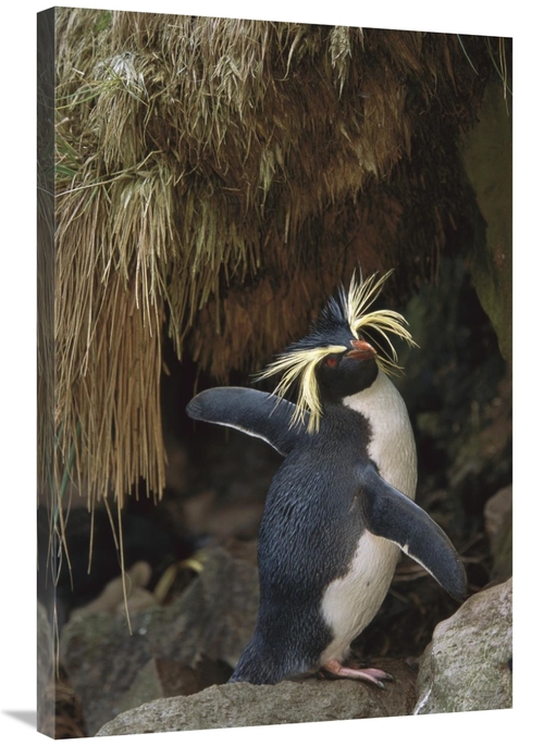 Global Gallery GCS-451810-2436-142 24 x 36 in. Rockhopper Penguin Spre