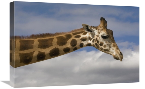 Global Gallery GCS-398142-1624-142 16 x 24 in. Rothschild Giraffe,