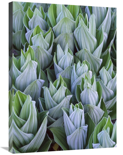 Global Gallery GCS-452049-2432-142 24 x 32 in. False Hellebore with Fr