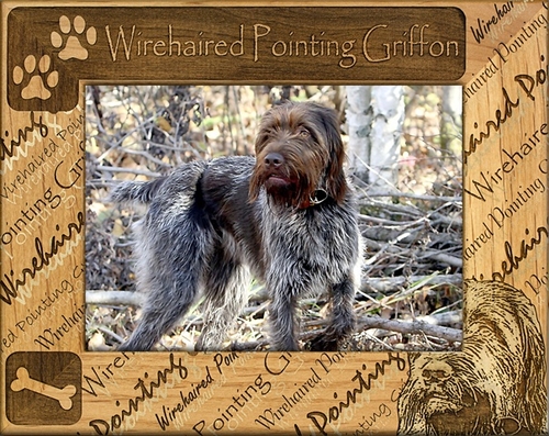 Giftworks Plus DBA0177 Wirehaired Pointing Griffon Alder Wood Frame- 3