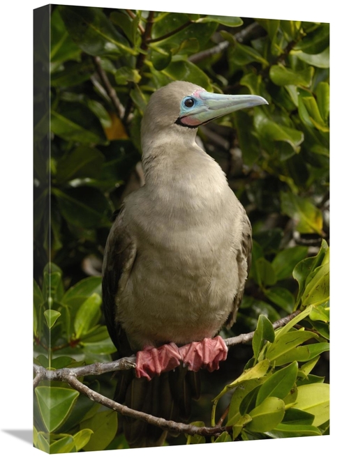 Global Gallery GCS-453055-1624-142 16 x 24 in. Red-Footed Booby Portra