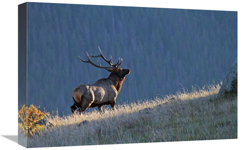 Global Gallery GCS-486508-22-142 22 in. Evening Ridge Art Print - Vic 