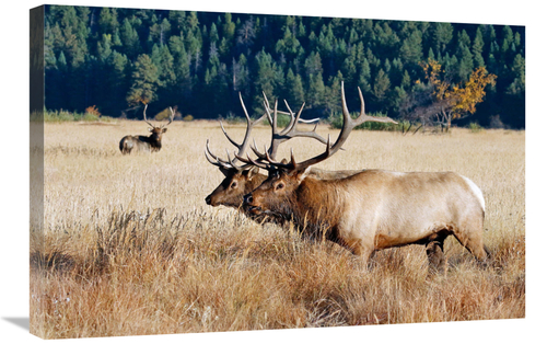 Global Gallery GCS-486456-30-142 30 in. Before the Fight Art Print - V