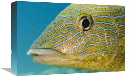 Global Gallery GCS-397915-1218-142 12 x 18 in. Painted Sweetlips, 