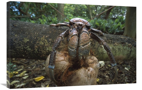 Global Gallery GCS-451675-2436-142 24 x 36 in. Coconut Crab Eating&#44